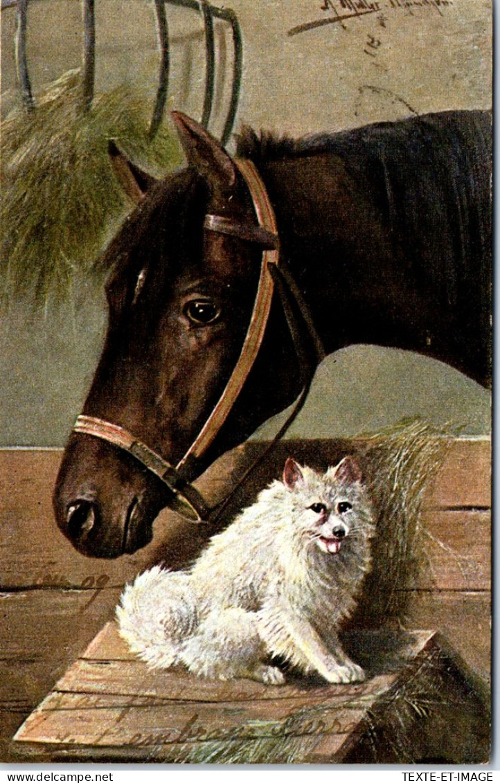 ANIMAUX - CHEVAL - Un Cheval Et Un Chat. - Paarden