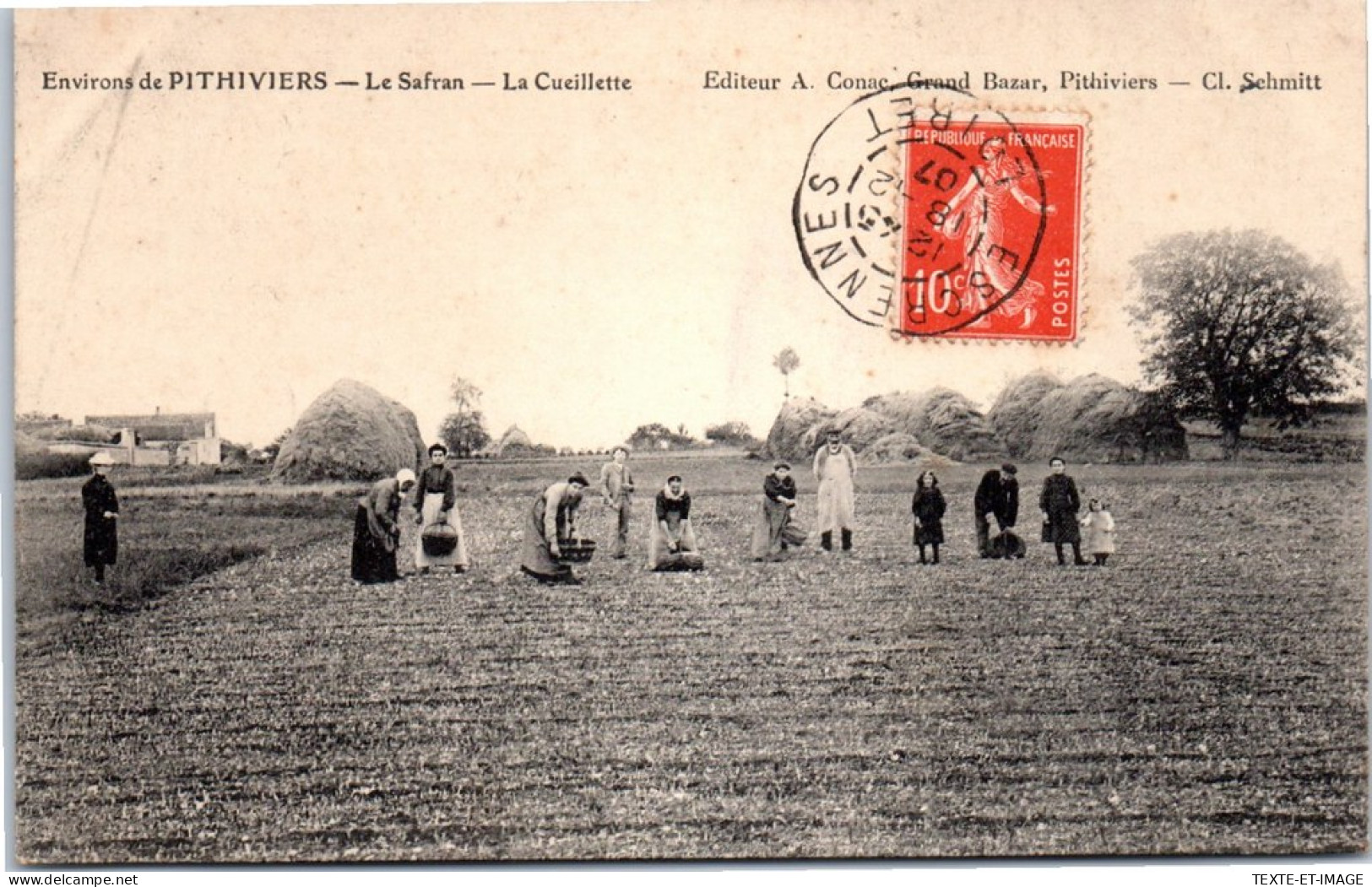 45 PITHIVIERS - Recolte Du Safran, La Cueillette  - Pithiviers