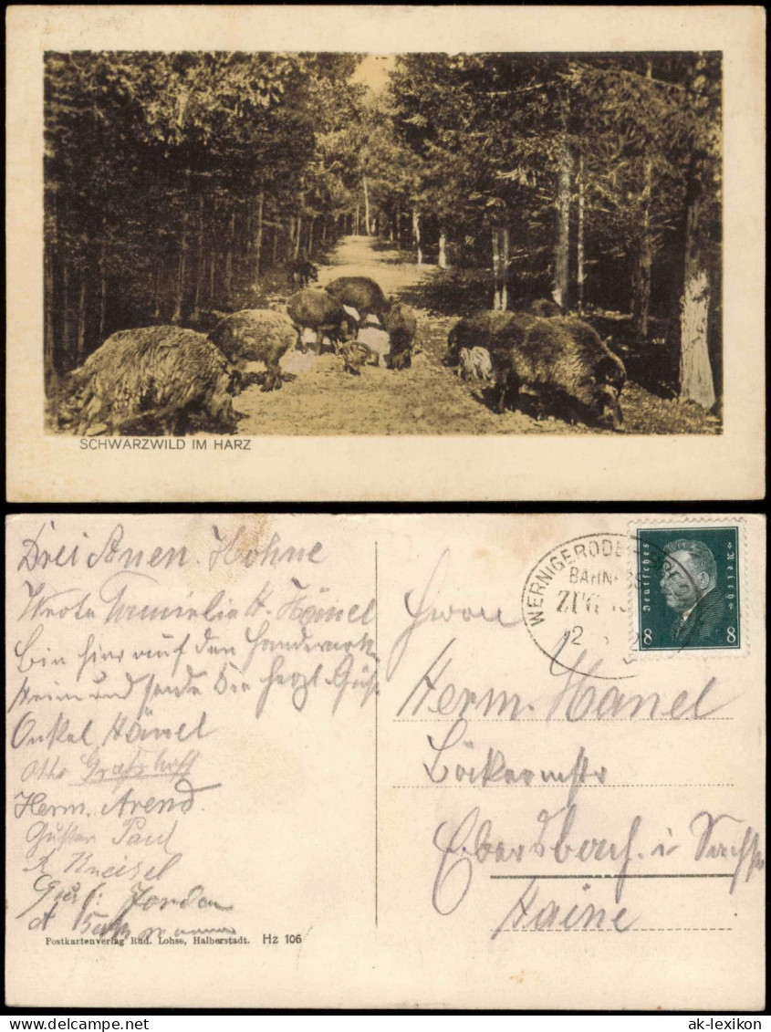 Ansichtskarte  Schwarzwild Im Harz 1932  Gel. Bahnpoststempel - Zonder Classificatie