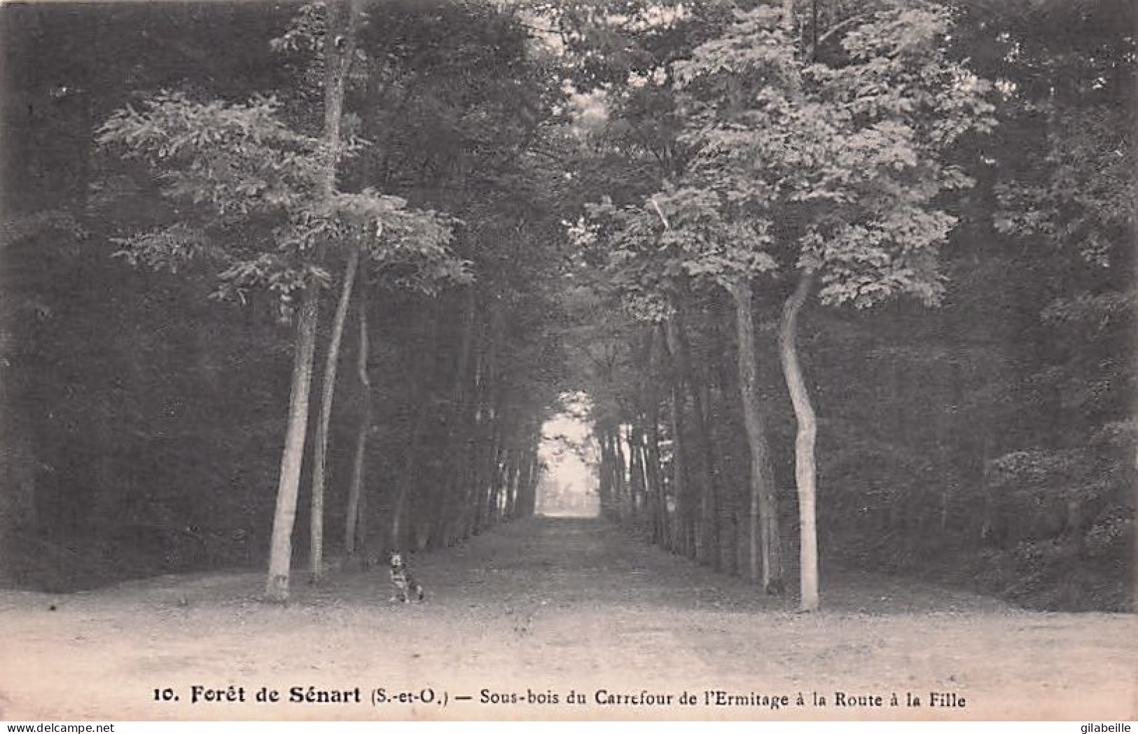 91 - Foret De Senart - Sous Bois Du Carrefour De L'Ermitage A La Route A La Fille - Sénart