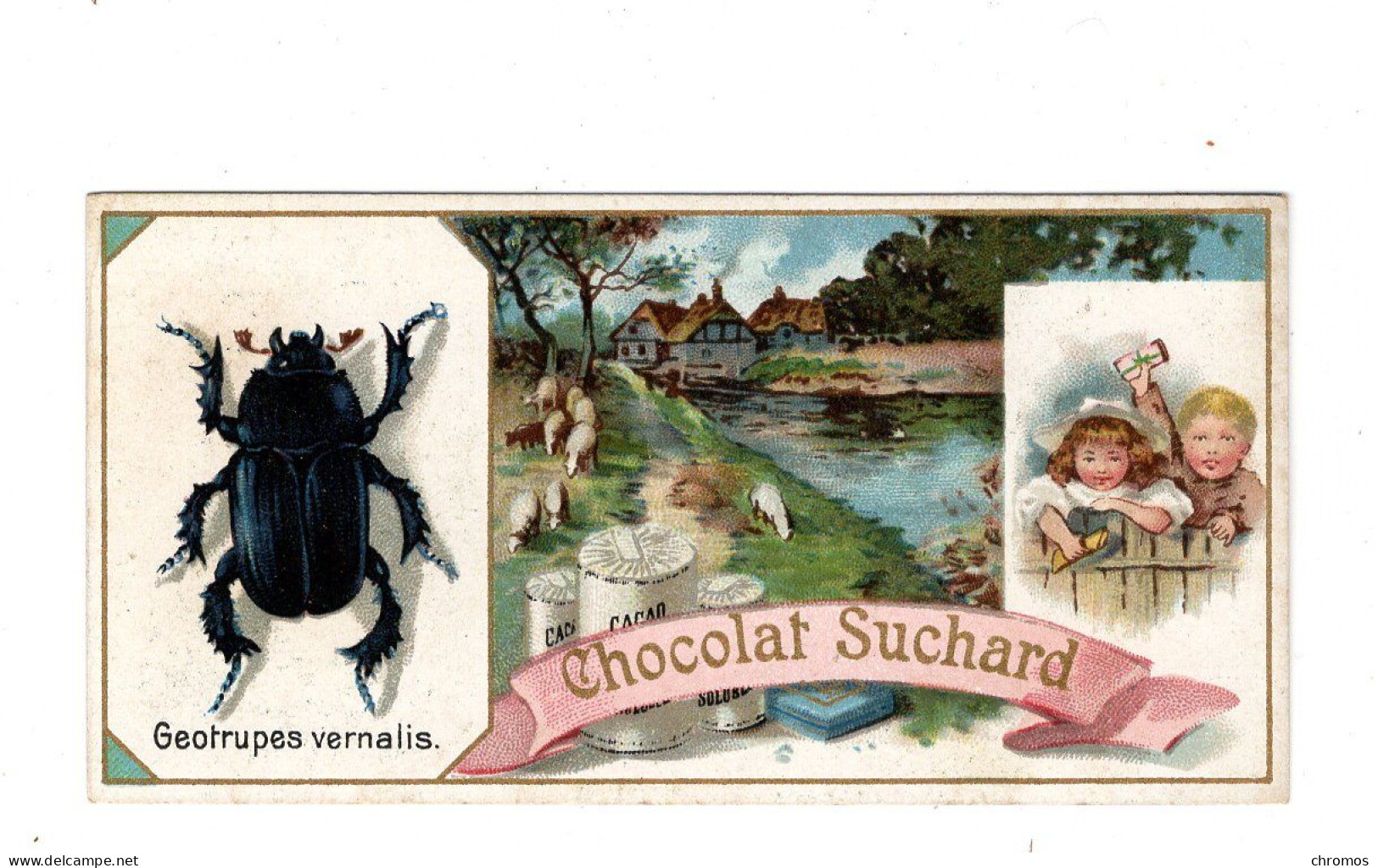 Chromo Chocolat Suchard S 63 / H, Serie Coléoptères, Scarabées, Käfer - Suchard