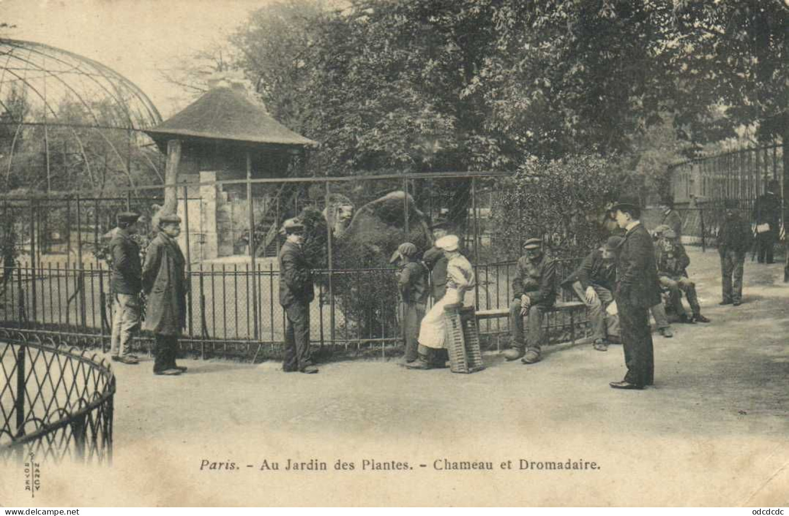 Paris Au Jardin Des Plantes Chameau Et Dromadaire Pionnière RV - Parks, Gärten