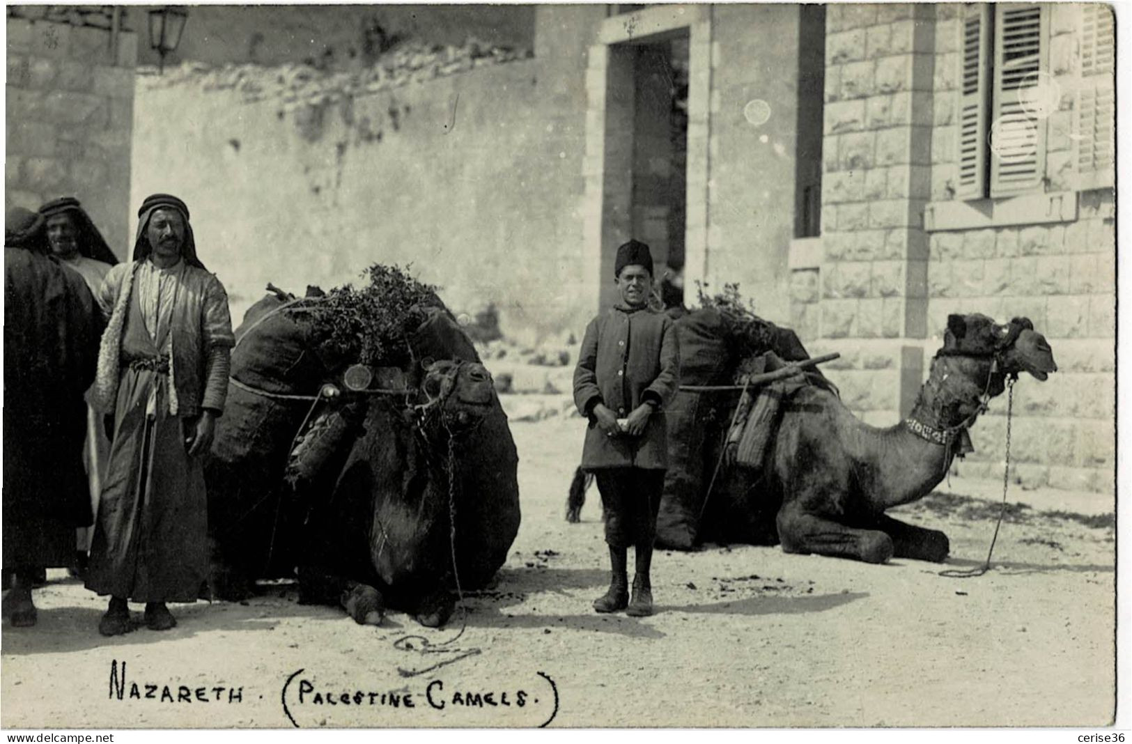 Photo Carte De Nazareth ( Palestine Camels ) - Palästina