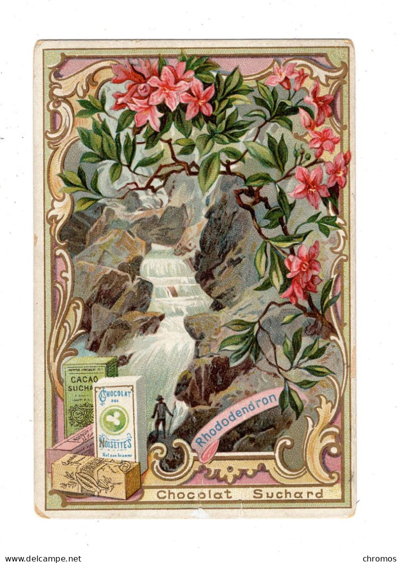 Chromo Chocolat Suchard S 41 / H, Fleurs Des Alpes, Rhododendron - Suchard