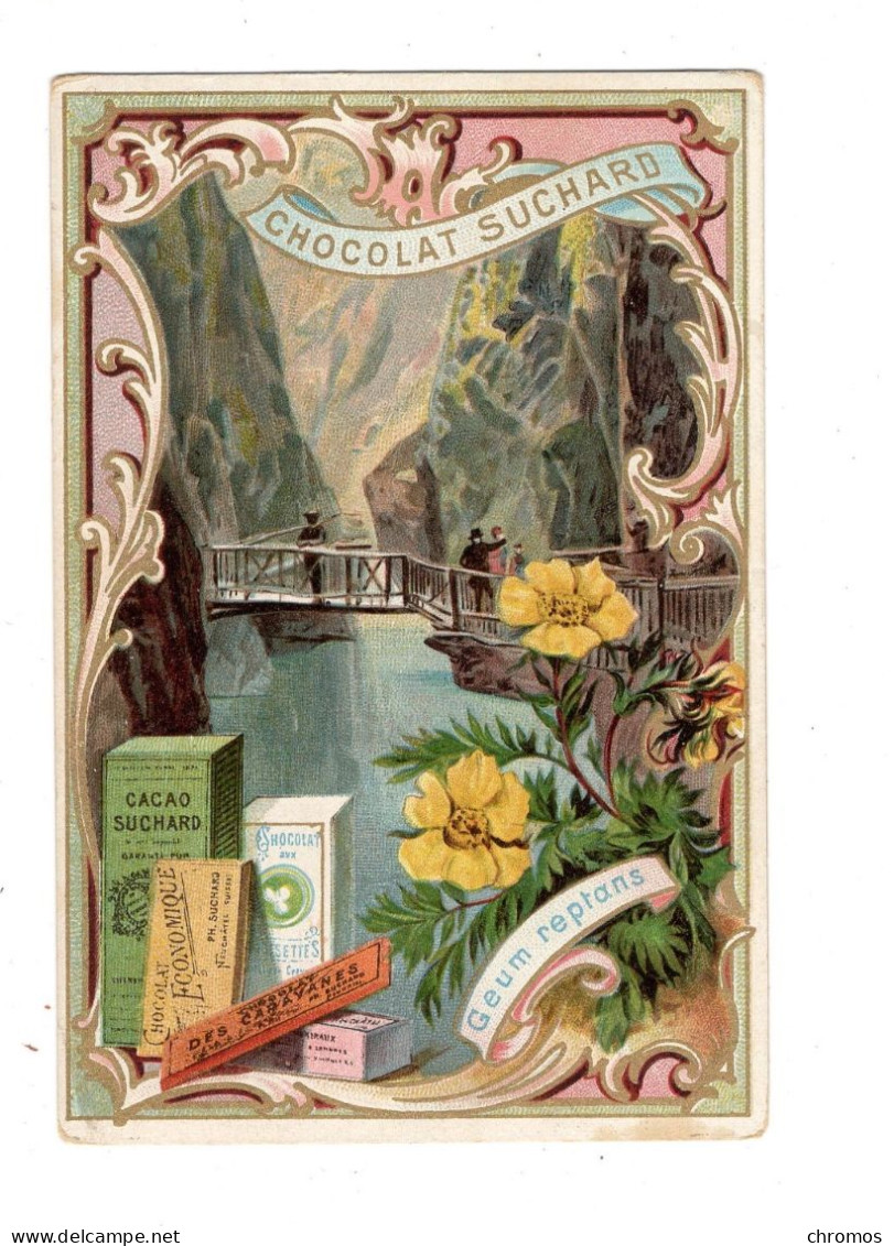 Chromo Chocolat Suchard S 41 / D, Fleurs Des Alpes, Geum Reptans - Suchard