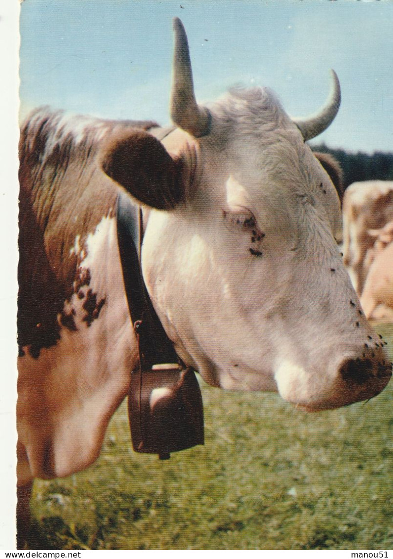 VACHE - CPSM  Pâturage En Franche Comté - Koeien