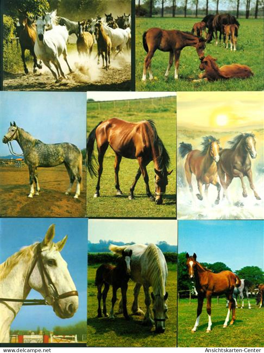 40166807 - Pferde Lot Mit  13 AK; Ueberwiegend Gute Erhaltung, Nicht Gelaufen - Paarden