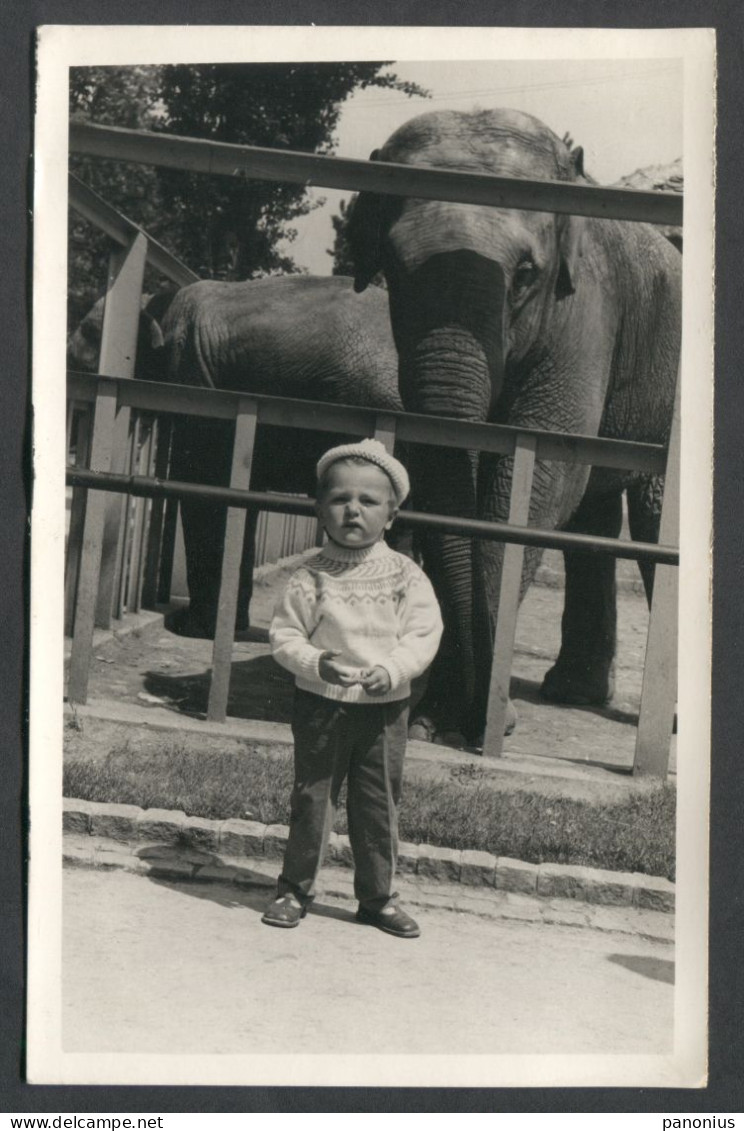 LITTLE BOY AND THE ELEPHANT ZOO, REAL PHOTO PC - Elephants