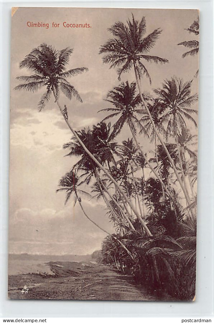Sri Lanka - Climbing For Cocoanuts - Publ. Raphael Tuck & Sons Photo Glosso - Sri Lanka (Ceylon)