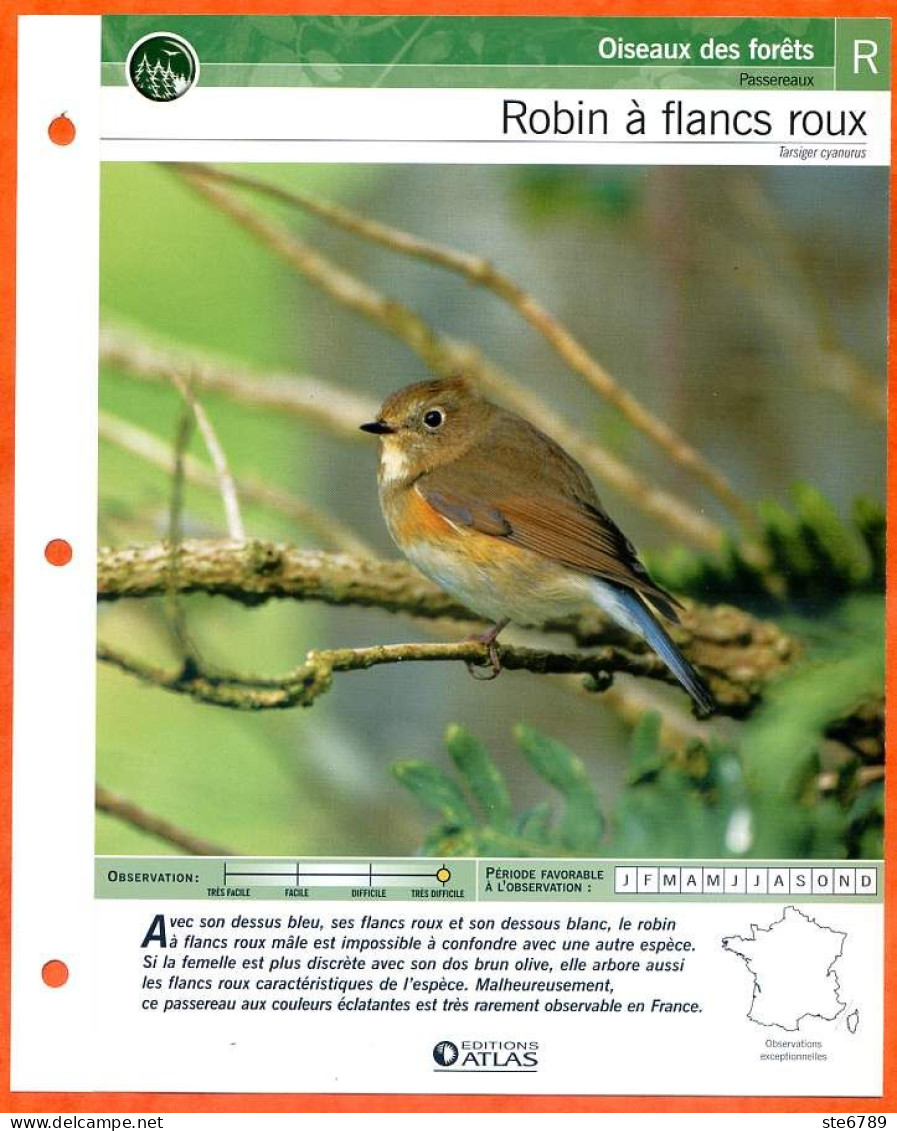 ROBIN A FLANCS ROUX Oiseau Illustrée Documentée  Animaux Oiseaux Fiche Dépliante - Animaux