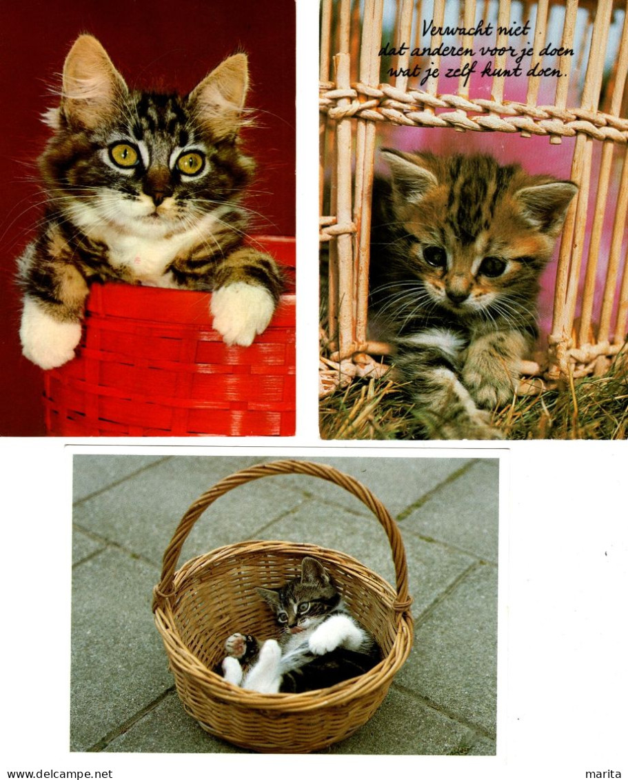 3 Cartes Chats Dans Panier -cats-katzen -poesjes In Mand - Chats