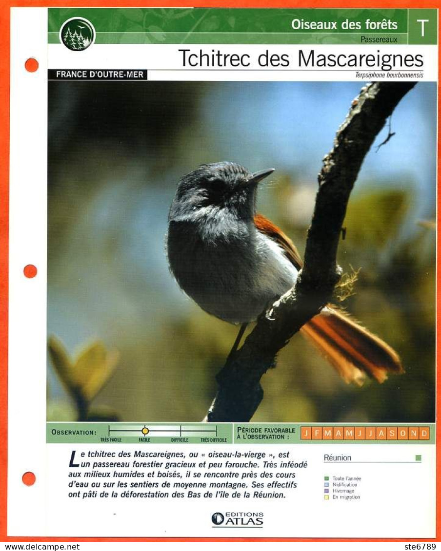 TCHITREC DES MASCAREIGNES Oiseau Illustrée Documentée  Animaux Oiseaux Fiche Dépliante - Animaux