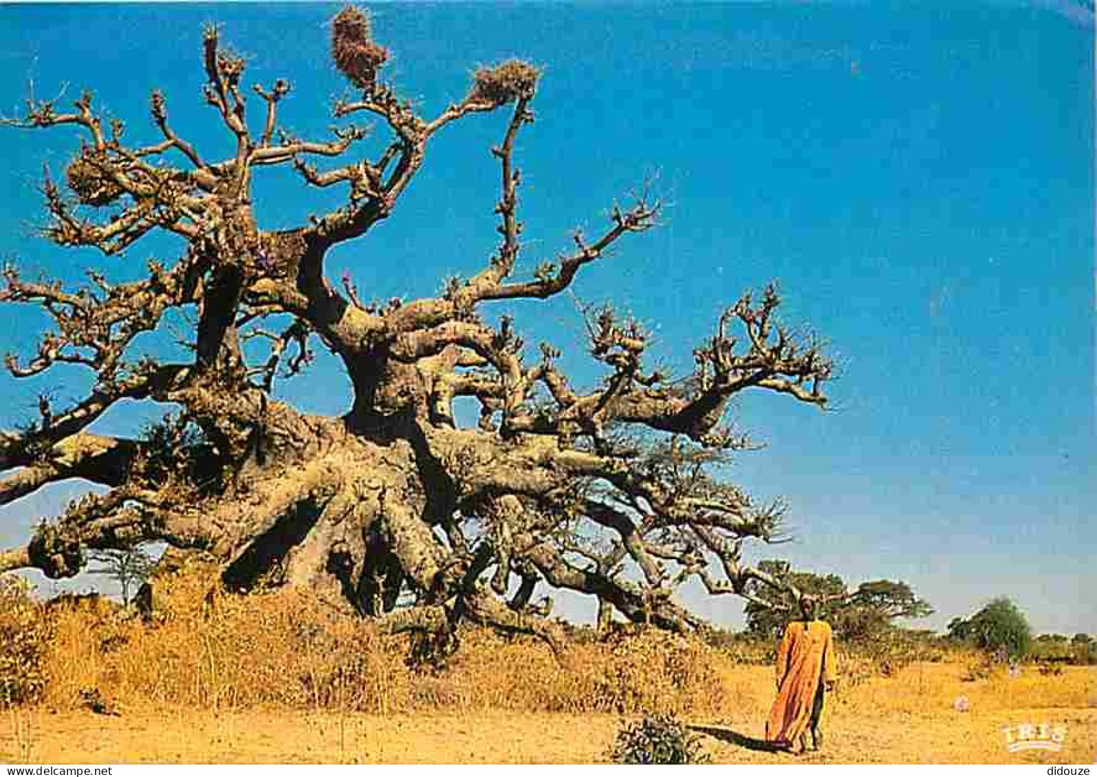 Mali - Baobab - A Baobab Tree - Carte Neuve - CPM - Voir Scans Recto-Verso - Mali