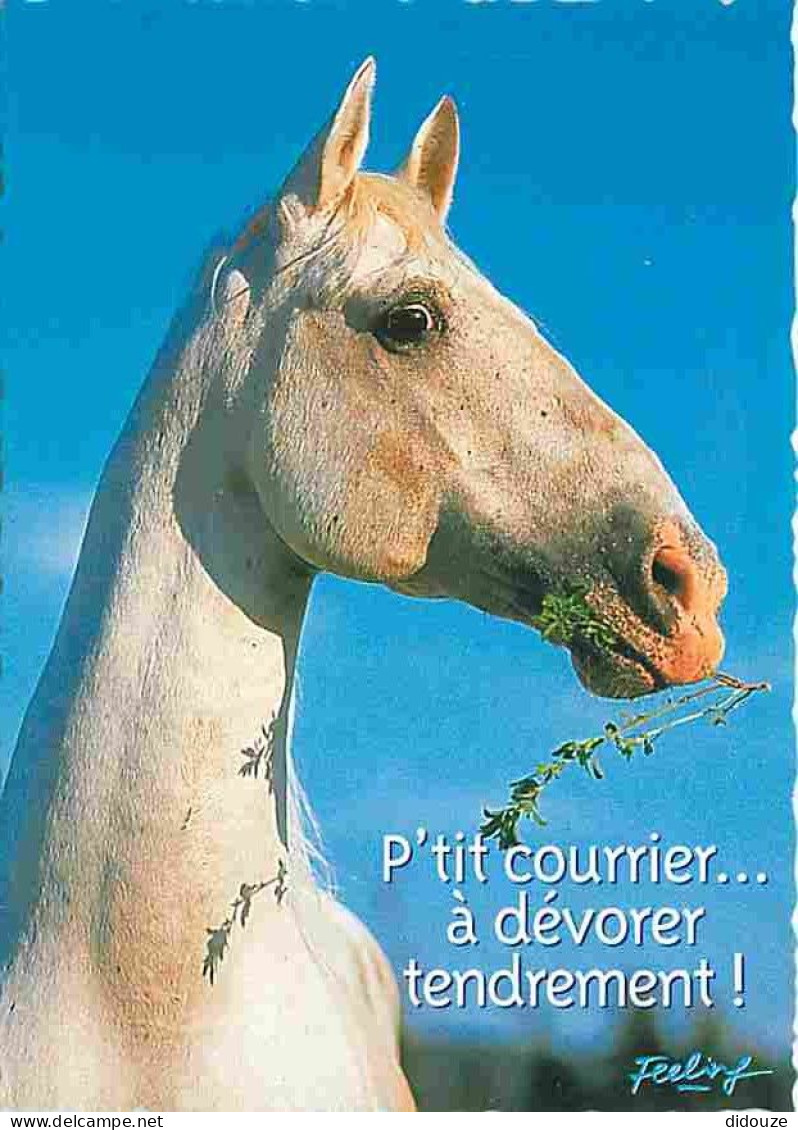 Animaux - Chevaux - Portrait De Cheval - Tete De Cheval - CPM - Voir Scans Recto-Verso - Paarden