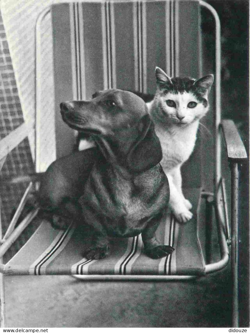 Animaux - Chats - CPM - Voir Scans Recto-Verso - Gatos