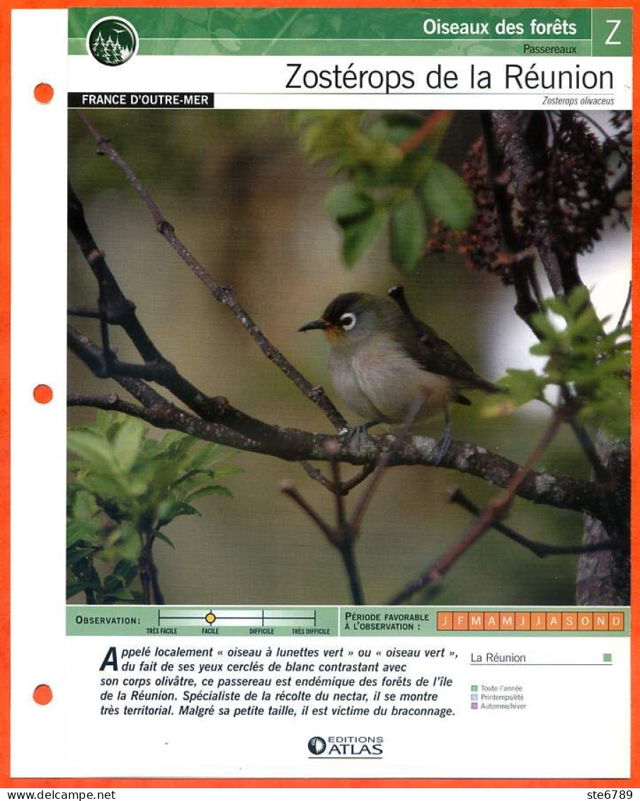 ZOSTEROPS DE LA REUNION Oiseau Illustrée Documentée  Animaux Oiseaux Fiche Dépliante - Animali