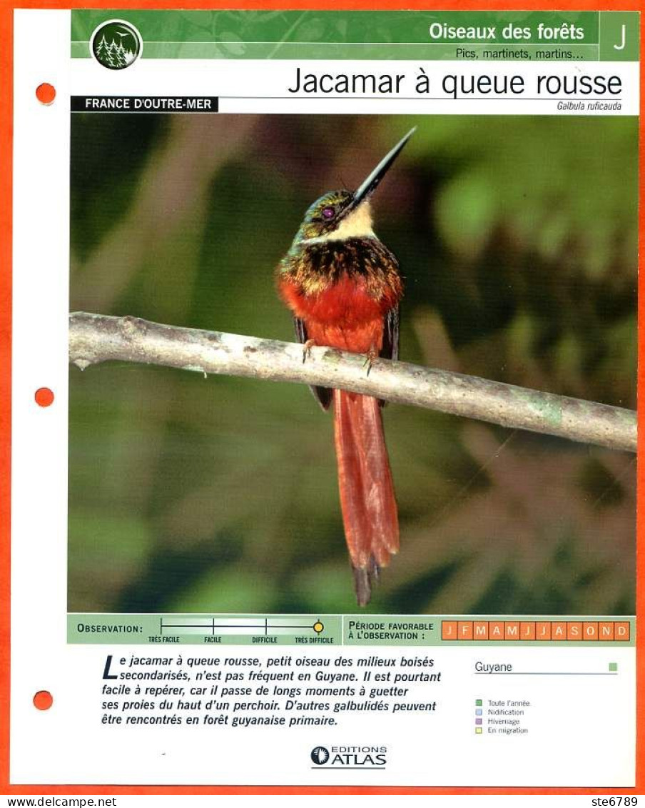 JACAMAR A QUEUE ROUSSE Oiseau Illustrée Documentée  Animaux Oiseaux Fiche Dépliante - Animaux