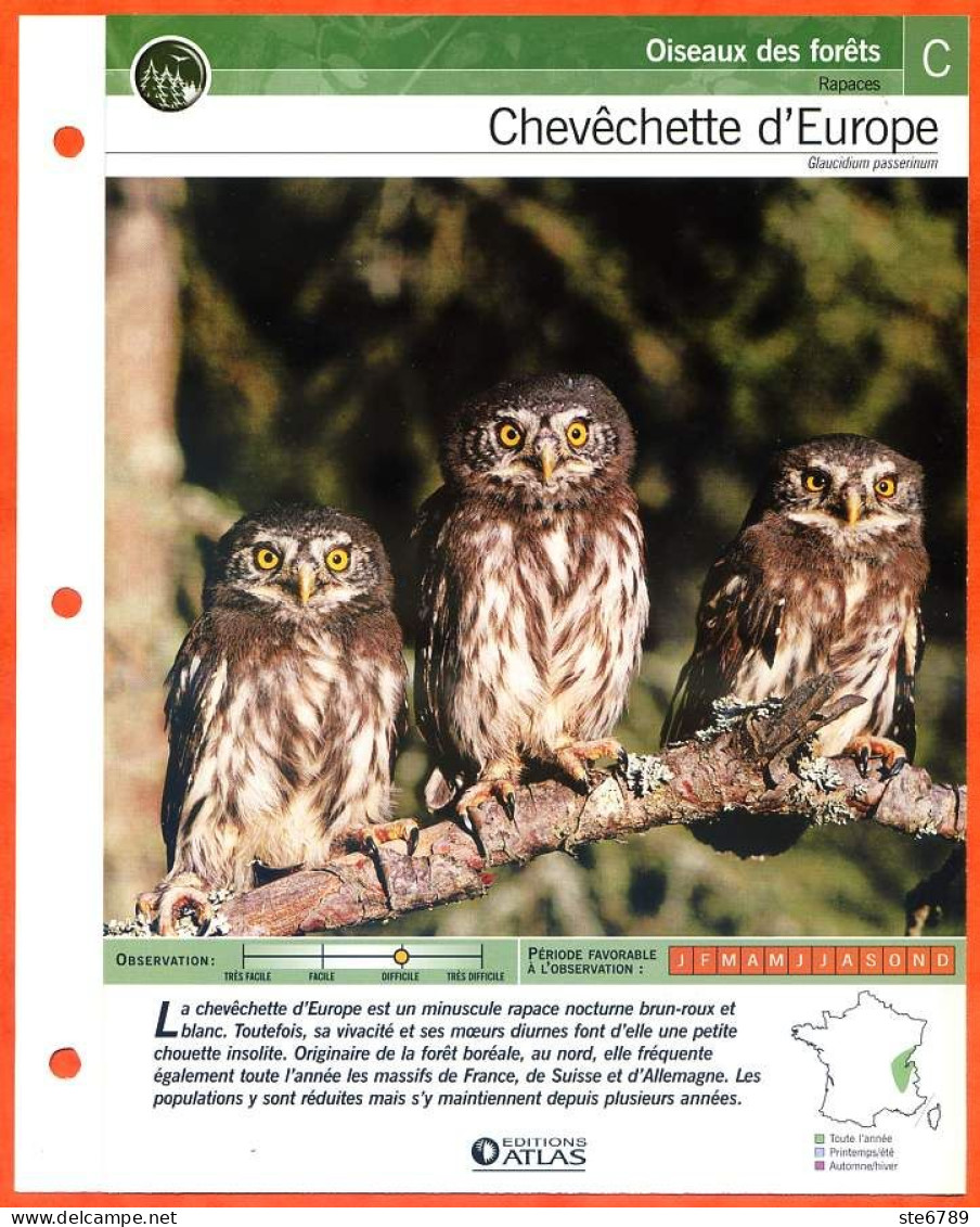 CHEVECHETTE D'EUROPE Oiseau Illustrée Documentée  Animaux Oiseaux Fiche Dépliante Animal - Animals