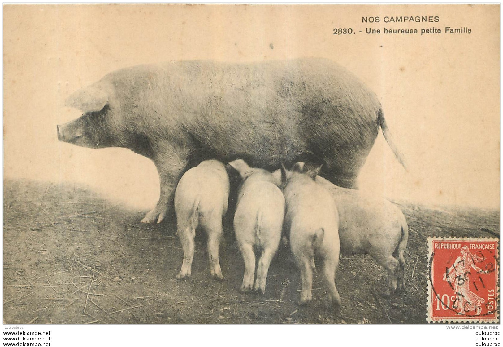 COCHONS  NOS CAMPAGNES UNE HEUREUSE PETITE FAMILLE - Pigs