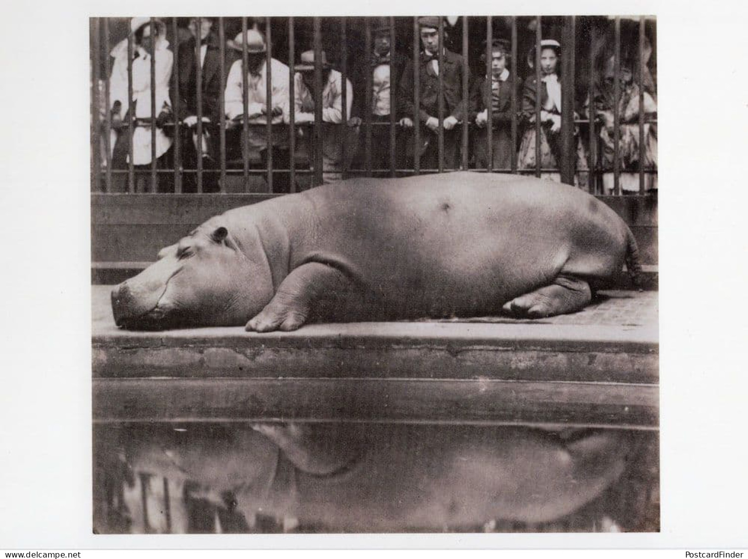 London Zoo Sleepy Hippopotamus Count Of Montizon Victorian Photo Art Postcard - Fotografie