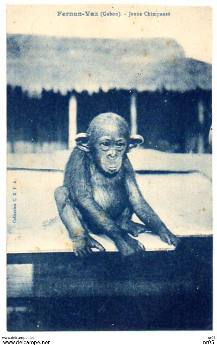 FERNAN VAZ - Jeune Chimpanzé - GABON ( Afrique ) - Gabun