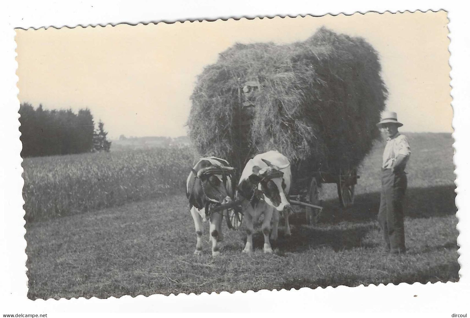 56320  Deiffelt  Gouvy  Attelage   Ardennais   Carte  Photo   2  Scans - Gouvy