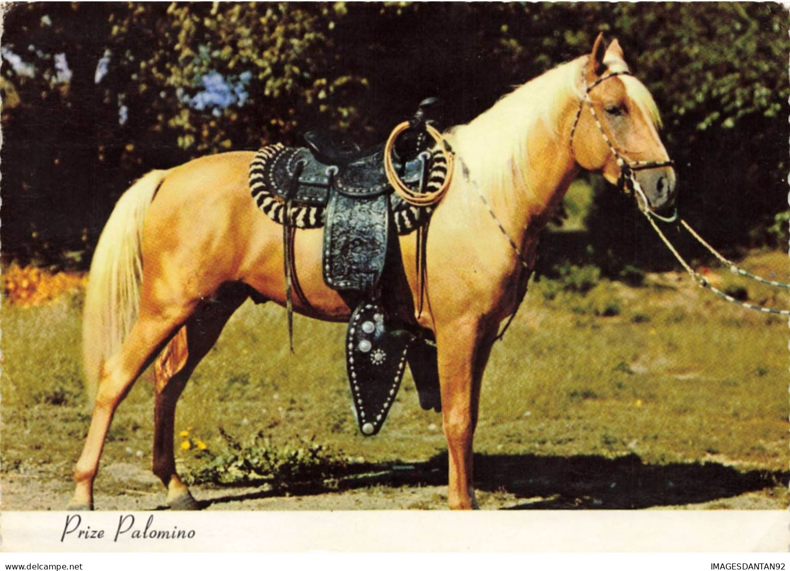ANIMAUX  AO#AL000810 PHOTO CHEVAL AVEC UNE SELLE PRIZE PALOMINO - Paarden