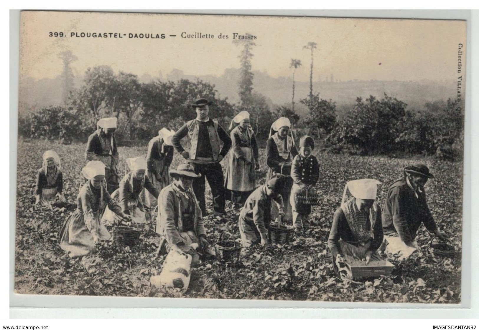 29 PLOUGASTEL DAOULAS CEUILLETTE DES FRAISES - Plougastel-Daoulas