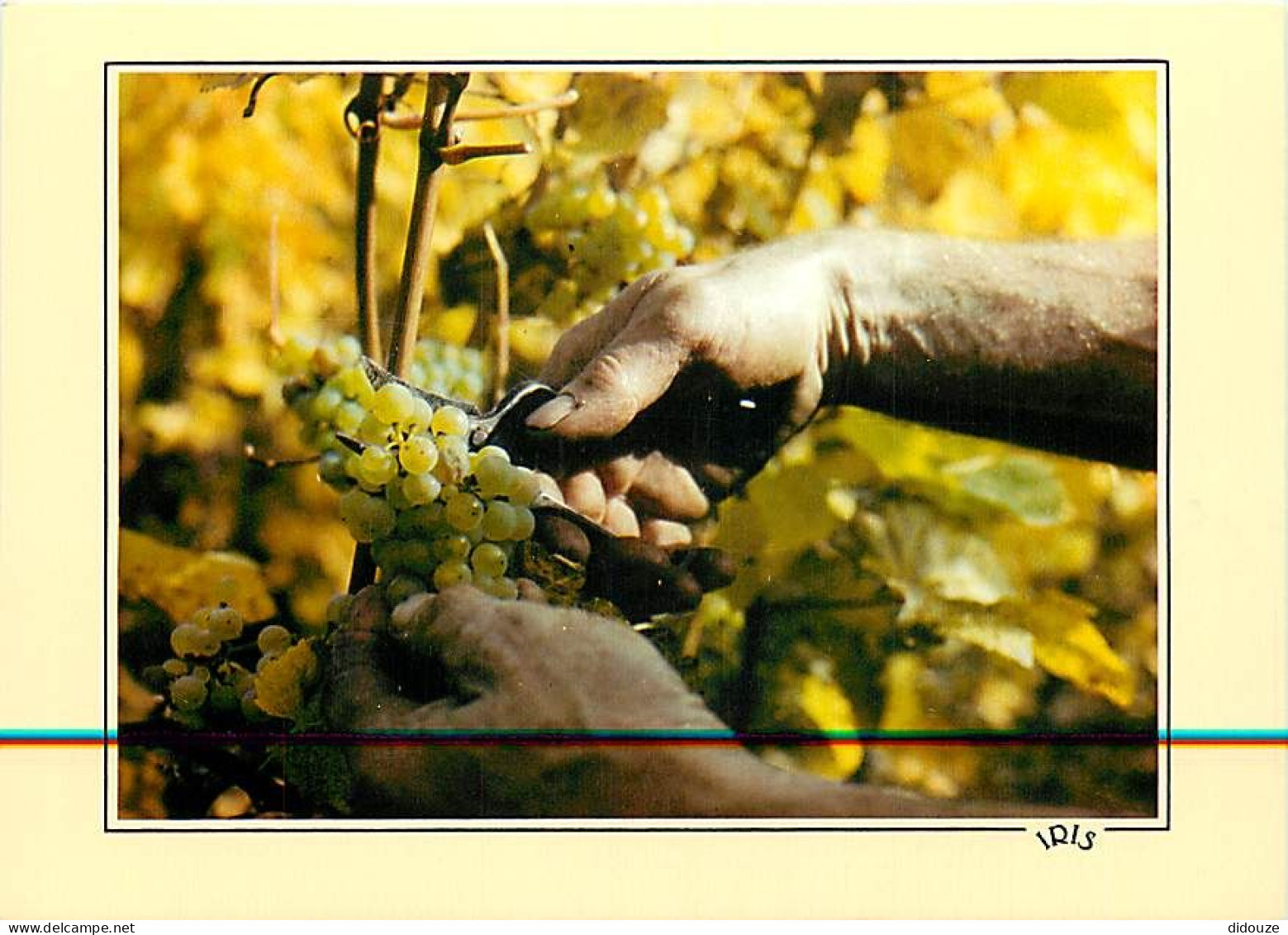 Vignes - Scène De Vendange - CPM - Carte Neuve - Voir Scans Recto-Verso - Wijnbouw