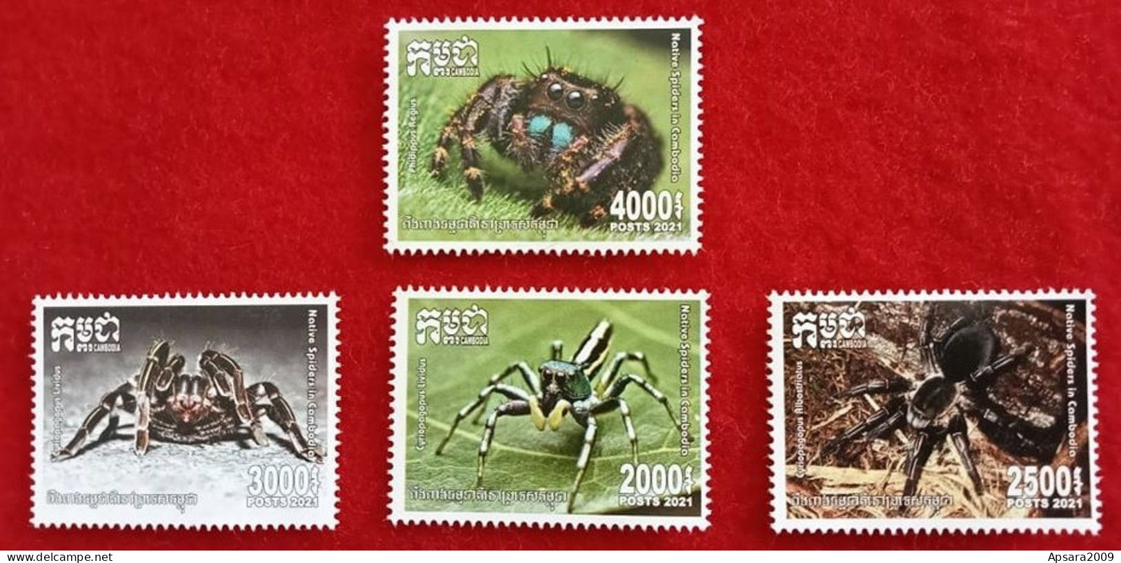CAMBODGE / CAMBODIA/ Native Spiders In Cambodia 2021. - Kambodscha