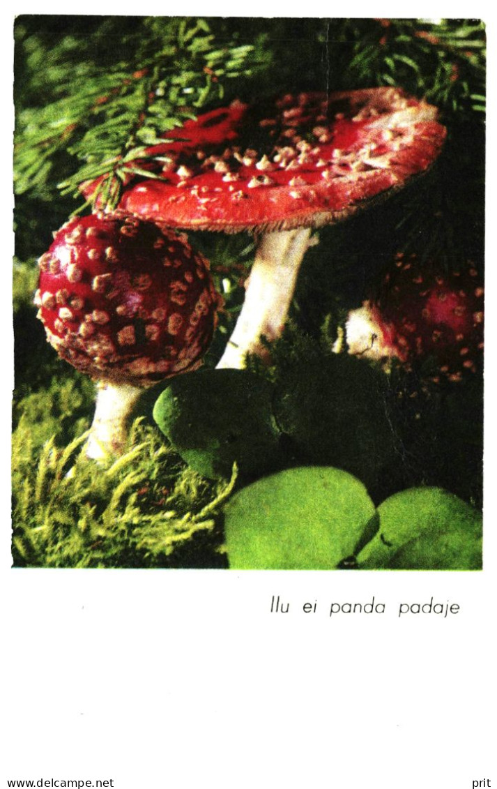 Fly Agaric Amanita Muscaria Red Poisonous Mushroom 1974 Unused Postcard. Publisher Eesti Raamat, Estonia - Mushrooms