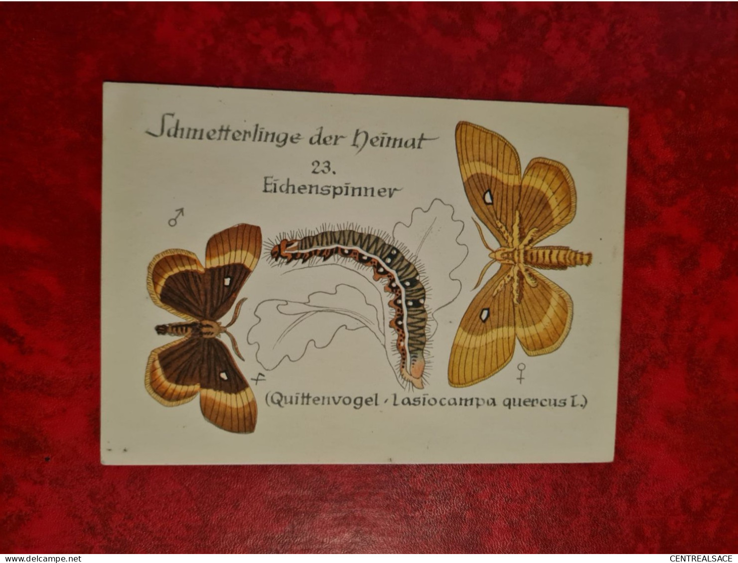 Carte Animaux Papillon Schmeterlinge Der Heimat Eihenspinner - Papillons