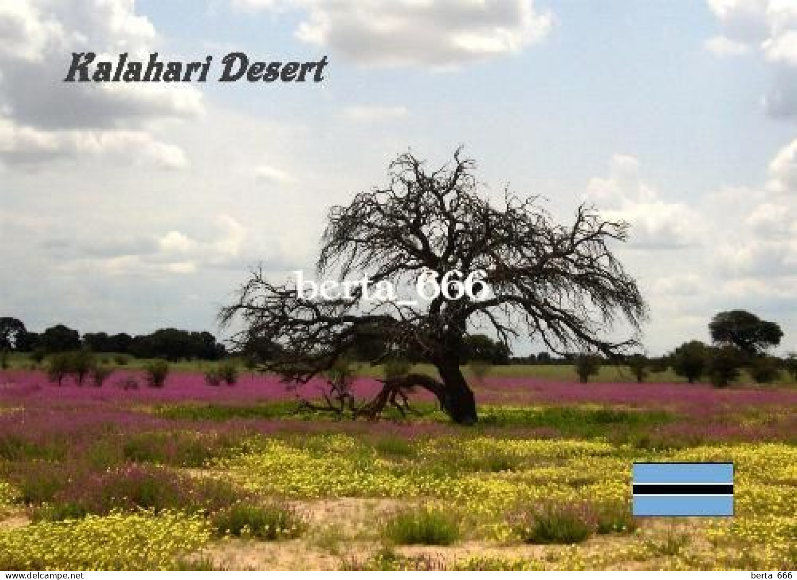 Botswana Kalahari Desert New Postcard - Botsuana