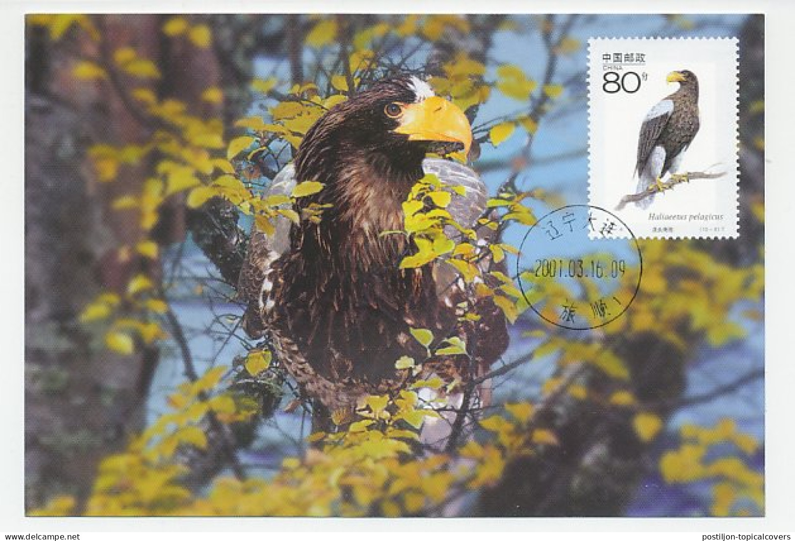 Maximum Card China 2001 Bird Of Prey - Eagle - Autres & Non Classés