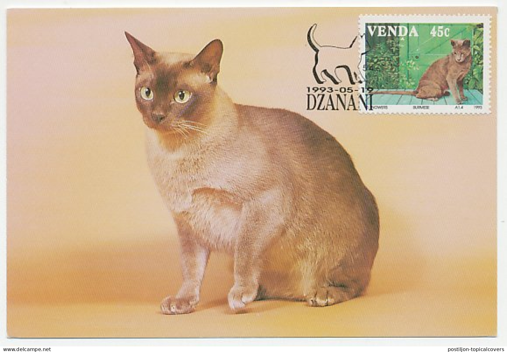 Maximum Card Venda 1993 Cat - Sonstige & Ohne Zuordnung