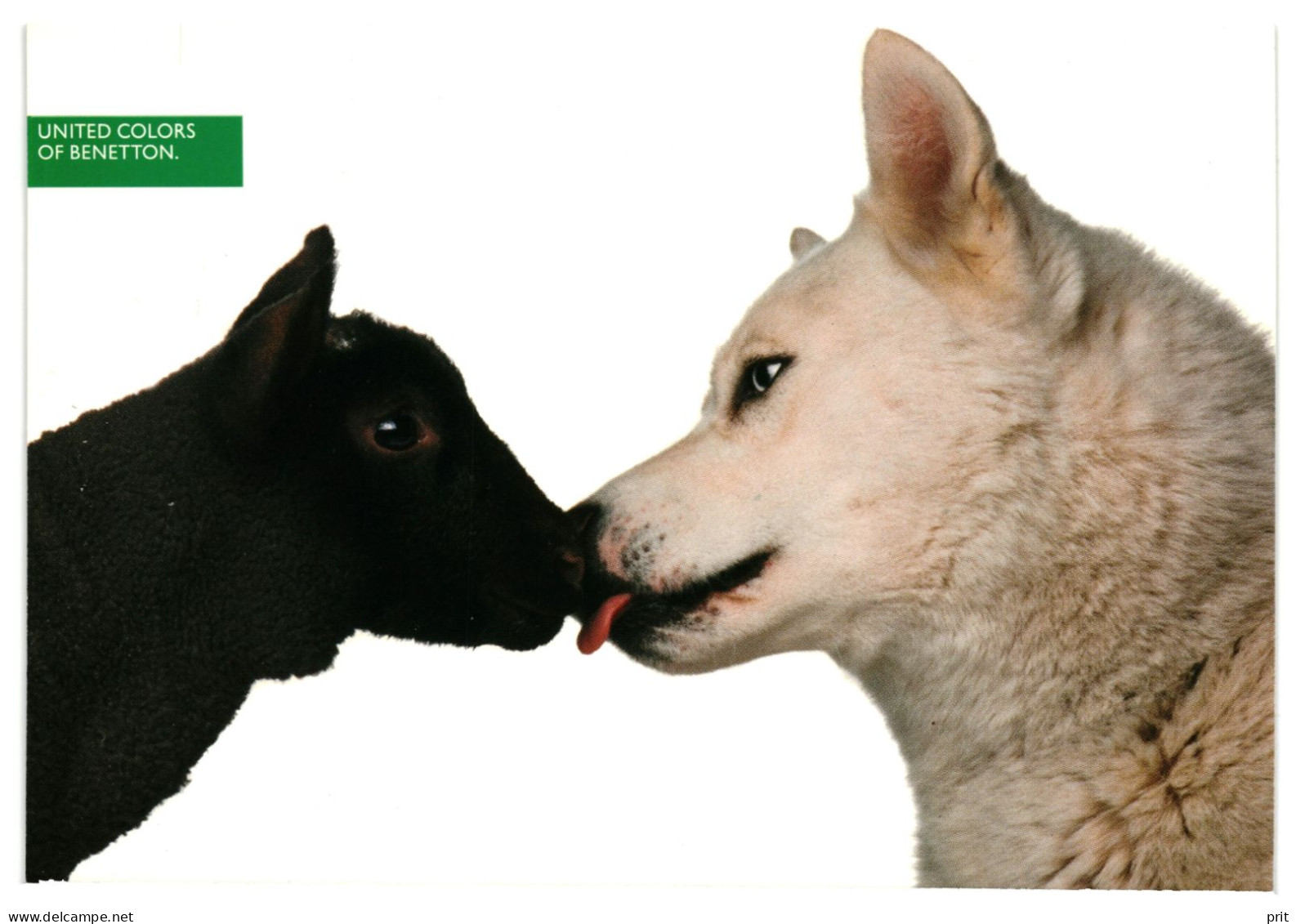 Wolf And Lamb Kissing 1990-91 Unused United Colors Of Benetton Advertising Postcard Publisher Benetton Group Milan Italy - Werbepostkarten