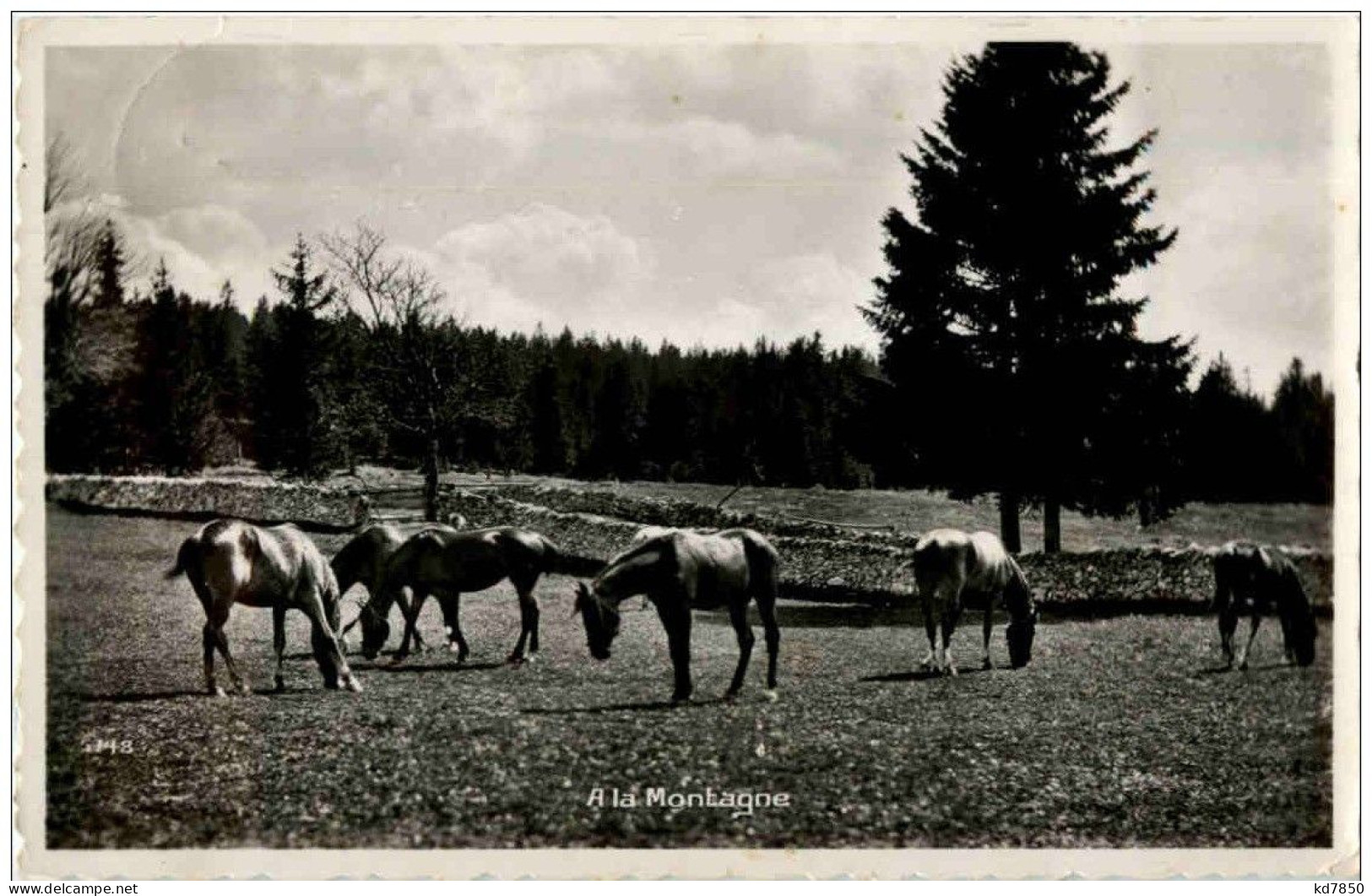 Pferd - A La Montagne - Chevaux