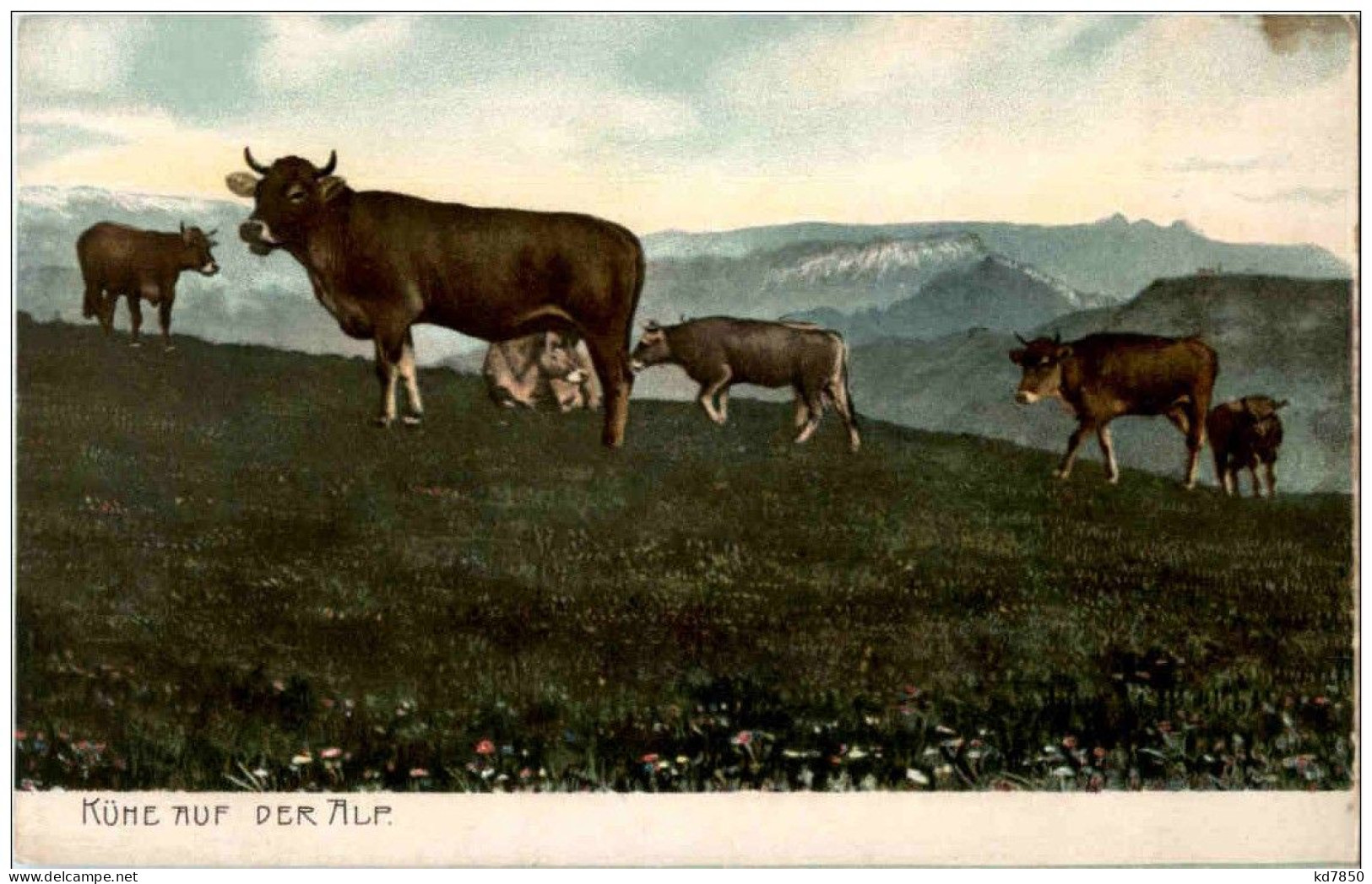 Kühe Auf Der Alp - Vaches