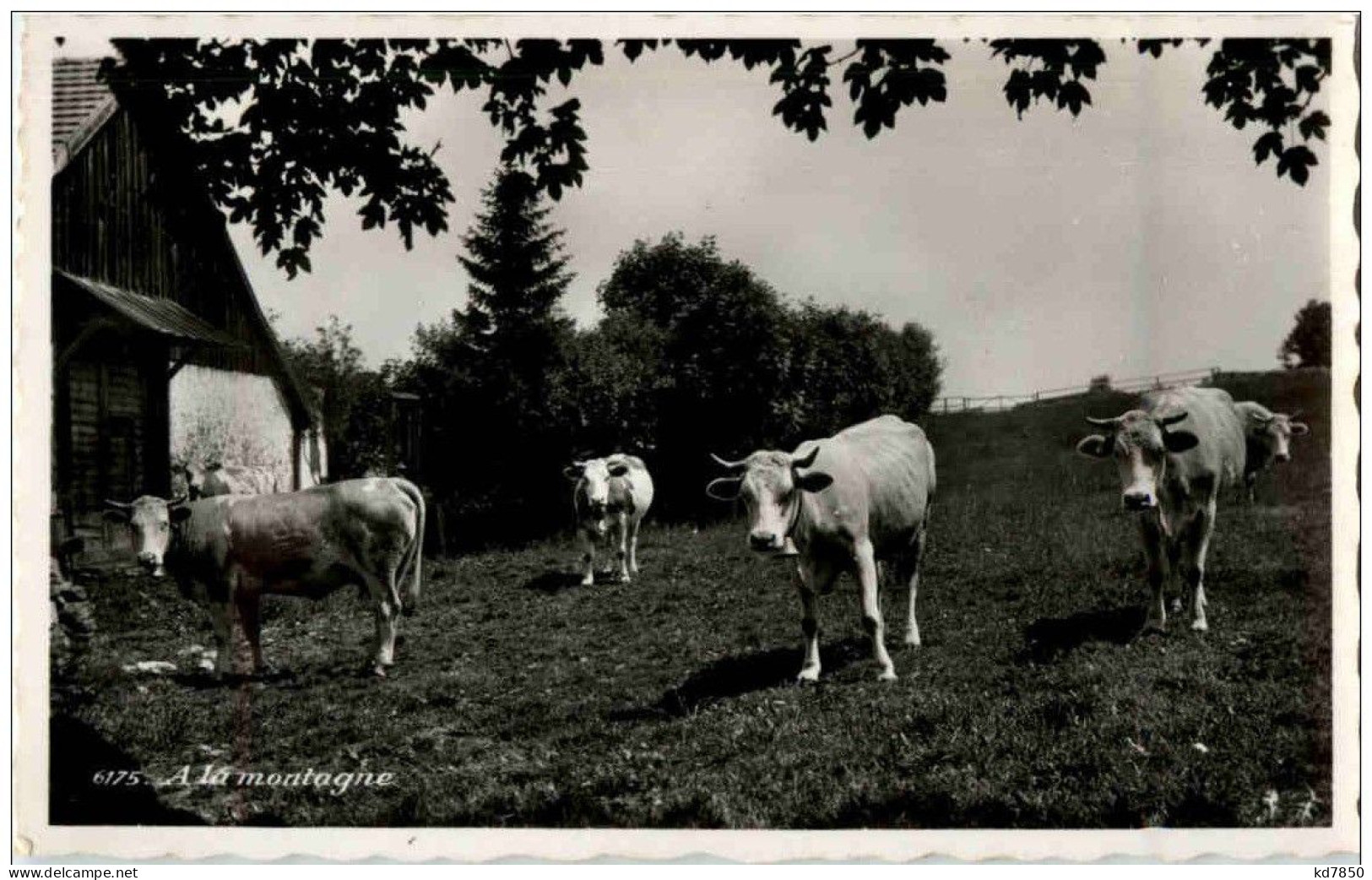 Kühe - A La Montagne - Koeien