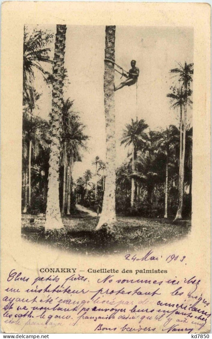 Conakry - Cueillette Des Palmistes - Guinée