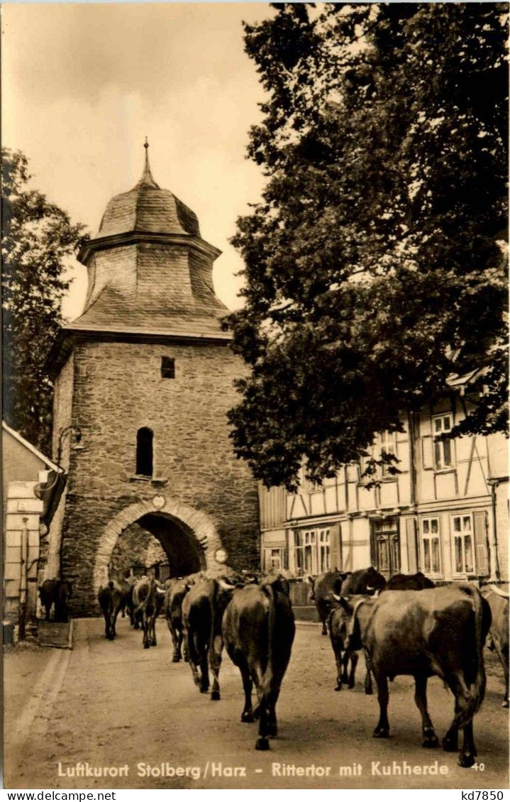 Stolberg/Harz - Rittertor Mit Kuhherde - Stolberg (Harz)