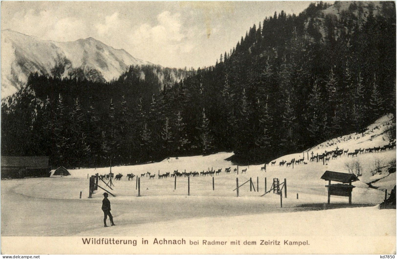 Leoben/Steiermark - Wildfütterung In Achnach Bei Radmer Mit Dem Zeiritz Kampel - Leoben