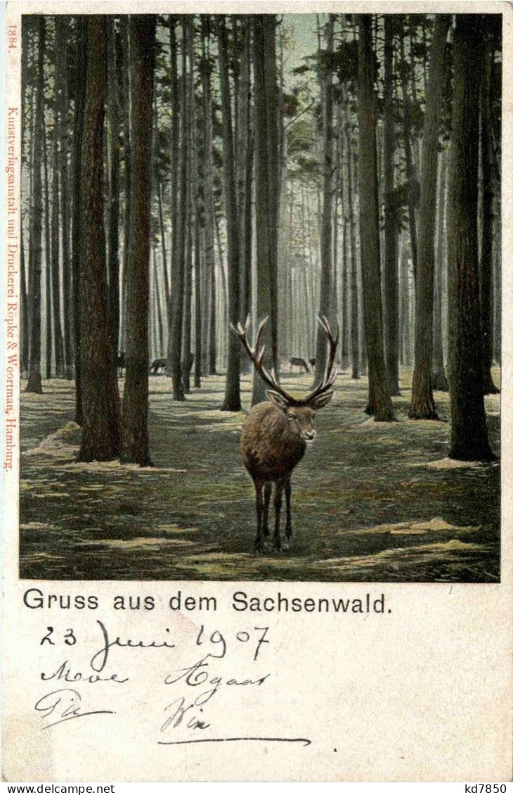 Gruss Aus Dem Sachsenwald - Hirsch - Lauenburg