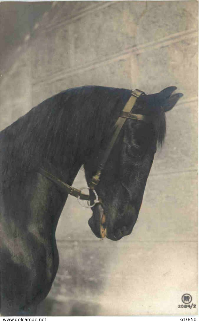 Pferd - Horse - Chevaux