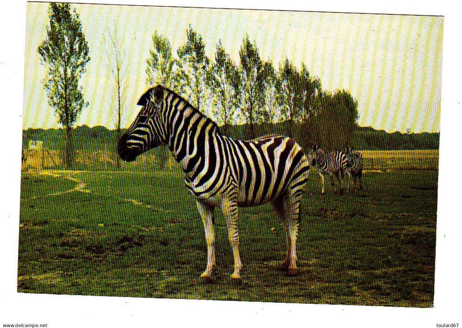 Thoiry Zèbres En Liberté Dans La Réserve Africaine Du Chateau De Thoiry En Yvelines - Thoiry