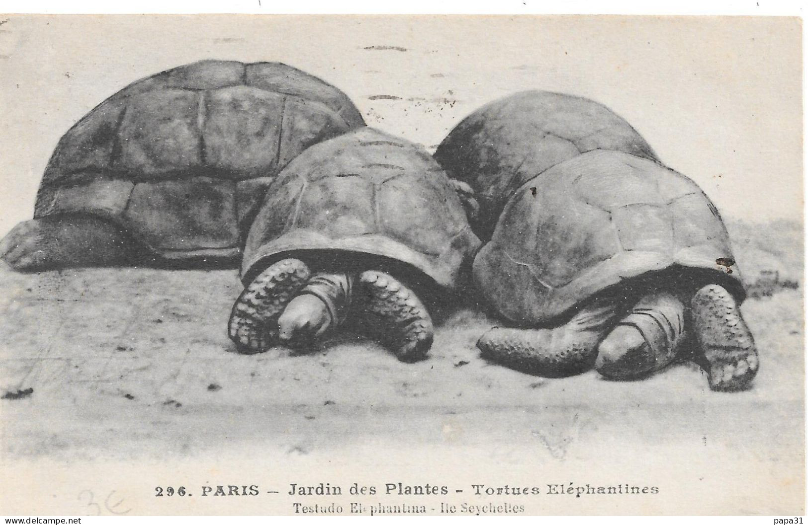TORTUES ÉLÉPHANTINES - Schildpadden