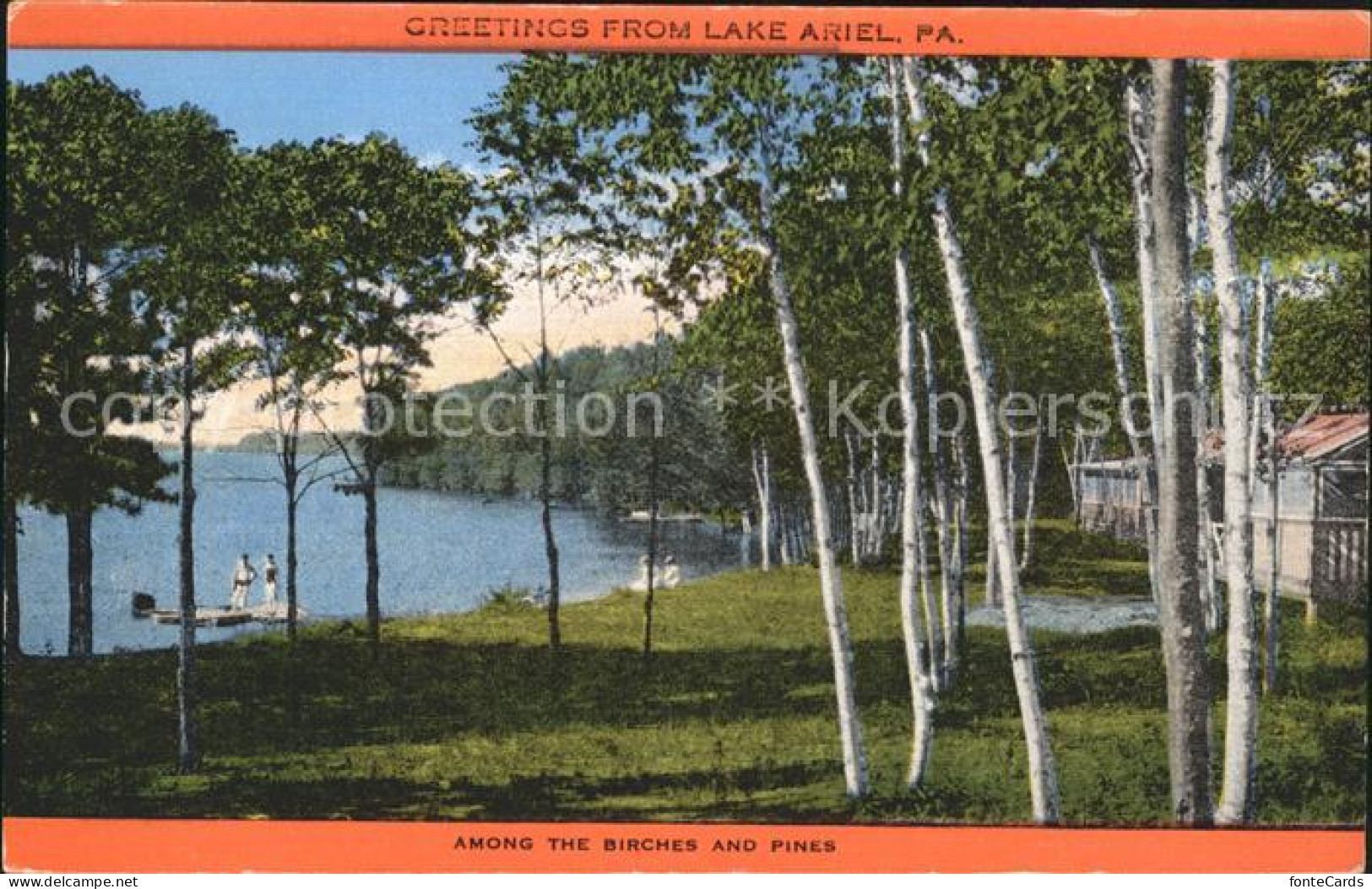 11697064 Lake Ariel Among The Birches Pines Lake Ariel - Andere & Zonder Classificatie