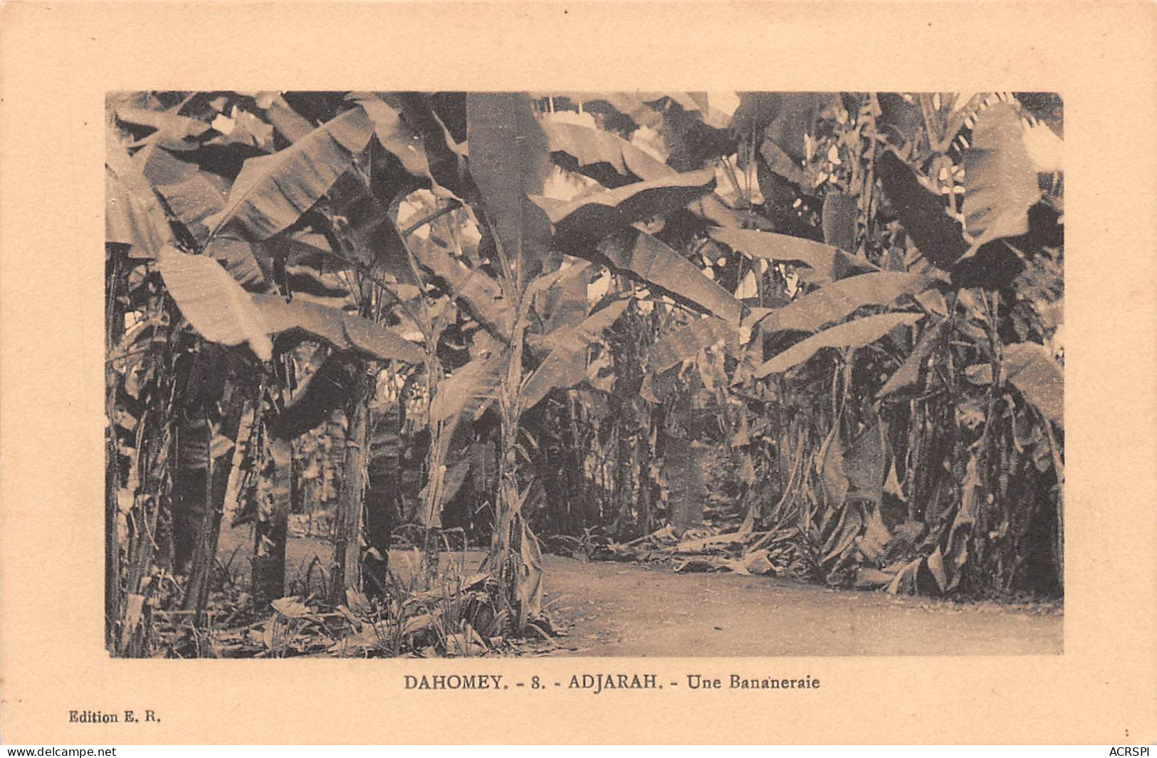 BENIN Ex Dahomey Adjarah- Une Bananeraie Non Circulée   N° 19 \ML4023 - Benin