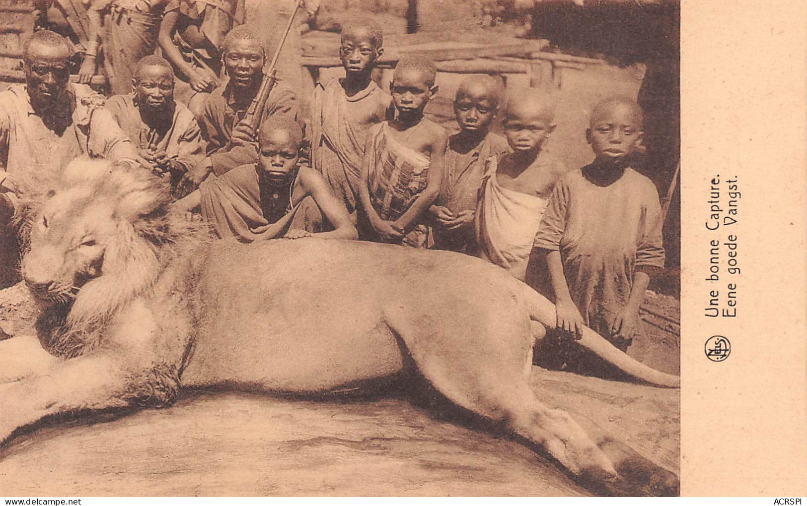 HAUT-CONGO Une Bonne Capture LION Mort Chasse KISANGANI CONGO Belge  (2 Scans) N° 17 \ML4034 - Belgisch-Congo