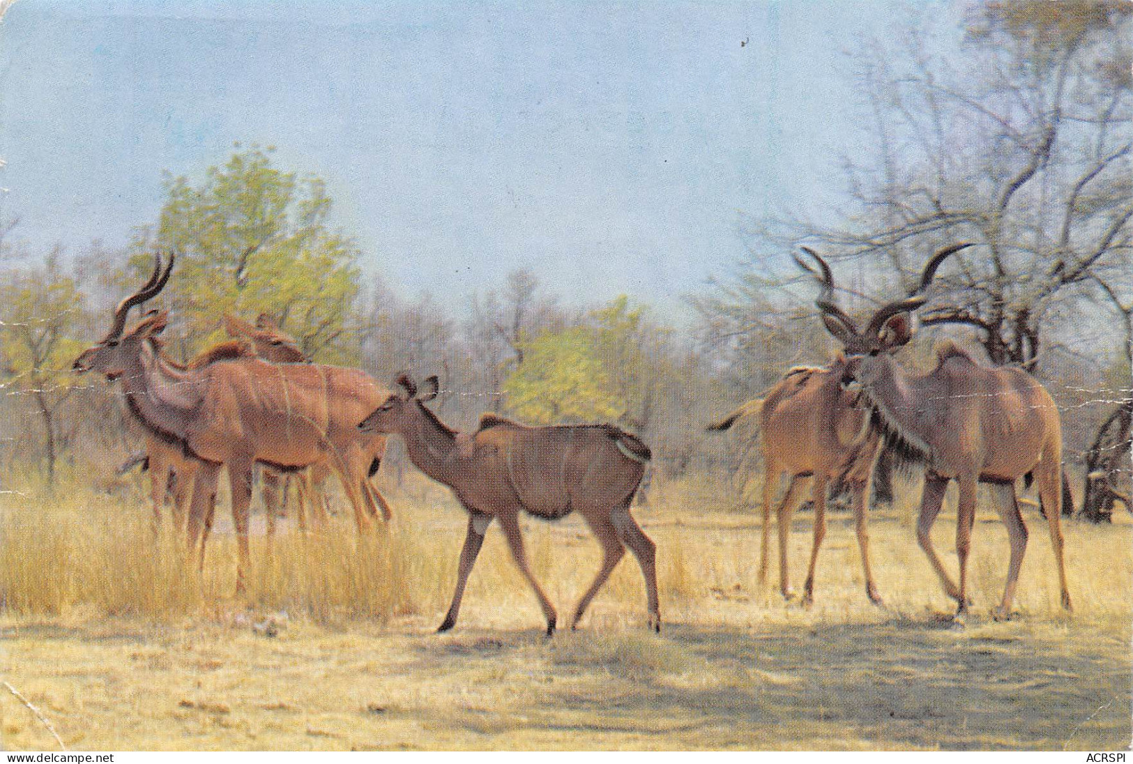 Zimbabwe Ex Rhodésie RHODESIA Kudu On The Move Antilope  (2 Scans)N° 10 \ML4038 - Simbabwe